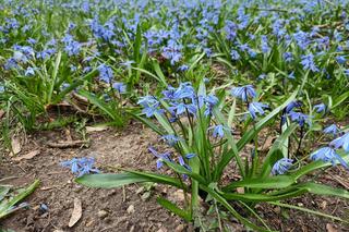 Arboretum Kórnickie - raj dla miłośników pięknych roślin