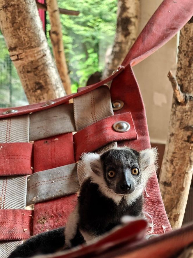 Narodziny w Śląskim Ogrodzie Zoologicznym. Maleńki lemur Rapid zachwyca odwiedzających