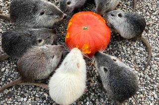 Nutrie w świątecznych nastrojach w Zagrodzie 3 Siostry