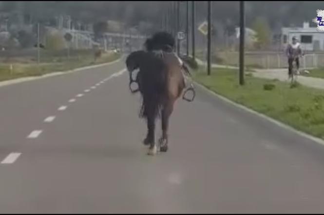 Policyjny pościg za... koniem! Zrzucił jeźdźca i ruszył na ulice Świdnika [WIDEO, ZDJĘCIA]