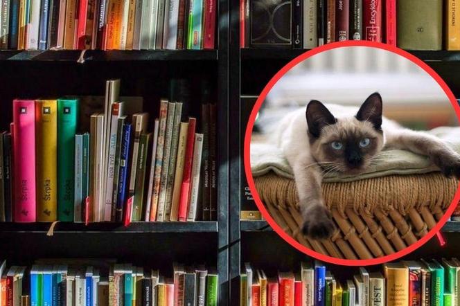 W bibliotece w USA możesz zapłacić zdjęciami kota za zgubioną książkę