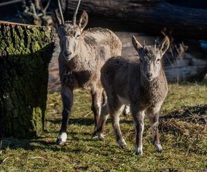 W łódzkim zoo zamieszkały koziorożce syberyjskie