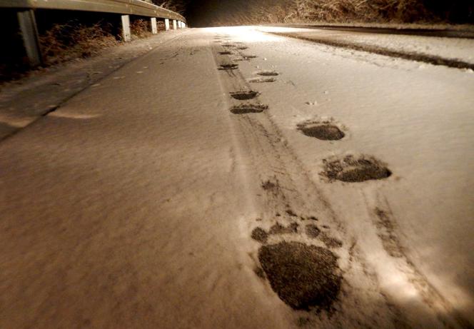 BIESZCZADY: Stary niedźwiedź mocno śpi? Jeszcze niekoniecznie