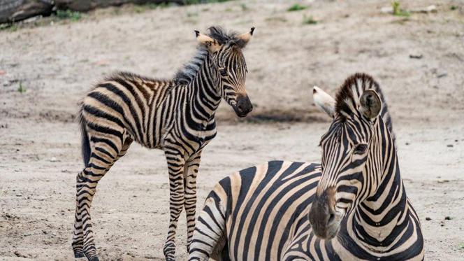 Zoo Wrocław: Zebry Chapmana dołączają do wybiegu! Zobacz Bezę i Borówkę