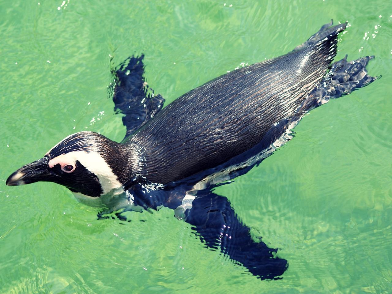 Współlokatorzy we frakach. Płockie pingwiny przyjmują gości z Łodzi