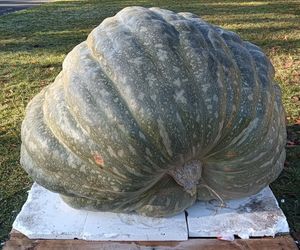 Ponad półtonowa dynia. Taką bestię wyhodowali w ogrodzie PAN w Powsinie