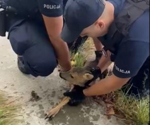 Policjanci uratowali tonącą sarenkę