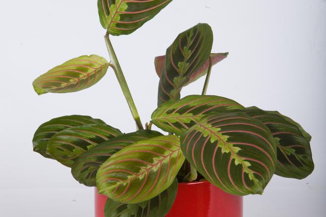 Maranta