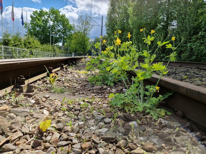 Torowisko tramwajowe na Babiej Wsi w Bydgoszczy zarośnięte chwastami. Tramwaje zniknęły stąd lata temu