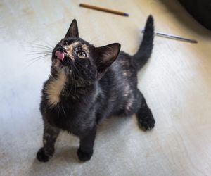 ​Śmieciarki ze zdjęciami psów wyjechały na ulice Leszna. Ruszyła akcja „Czysta Miłość”