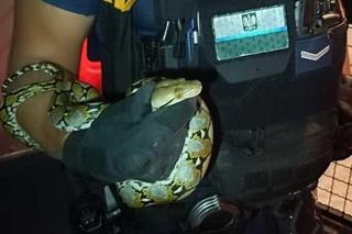 Pyton ze Stalowej Woli schwytany 