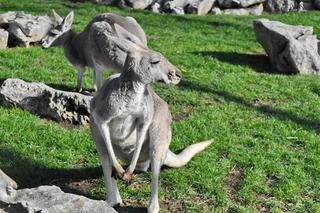 Podróż po lasach deszczowych i rafie koralowej. Wspomnienie z Australii w gorzowskim MCK-u