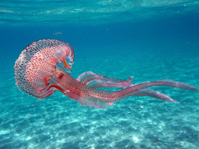 Meduza gigant ugryzła w pupę Miss Anglii! Minuty dzieliły ją od śmierci