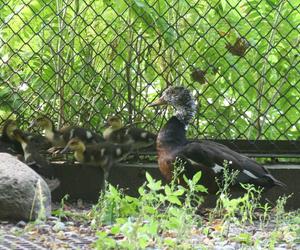 Niesamowite narodziny w warszawskim ZOO. Ten gatunek kaczki znika ze świata 