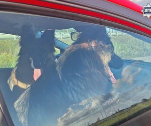 Policjantka z Częstochowy uratowała psy na S5