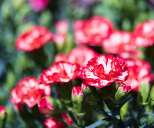 Goździk ogrodowy (Dianthus caryophyllus)