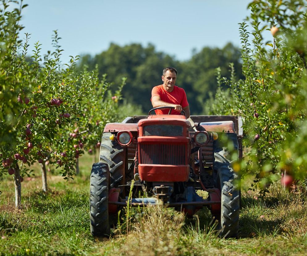 Rolnik na traktorze między drzewami jabłoni