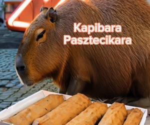 Kapibara w Szczecinie