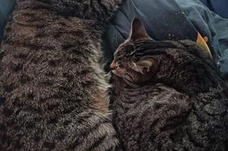 Oto kotki naszych czytelników. Zobacz, jakie to słodziaki!