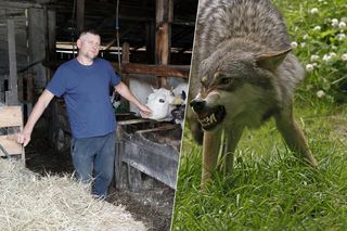 Drapały w drzwi. Wilki terroryzują mieszkańców. Pożerają psy, nie boją się ludzi