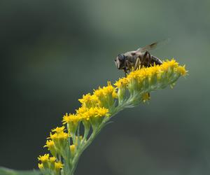 Botanicy i pszczelarze ostrzegają przed tą rośliną. Zielarze mówią, że ratuje zdrowie. Mamy przepisy