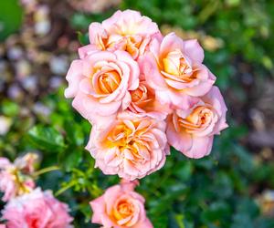 Róża wielkokwiatowa 'Märchenzauber®'