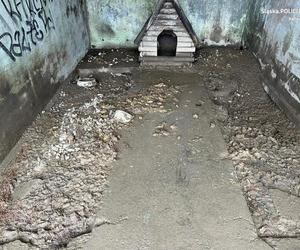 Katowice: Psy piły deszczówkę z własnymi fekaliami. Odebrano je właścicielowi