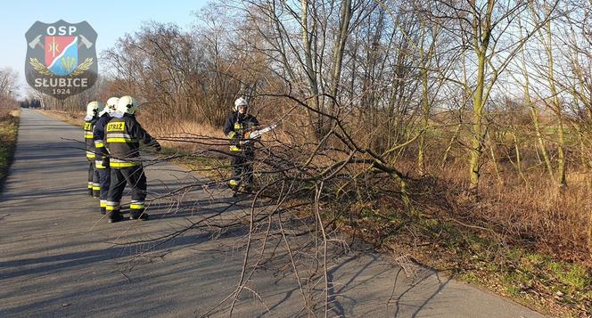 Płock. O krok od tragedii! Na drogę spadło drzewo podgryzione przez bobry! [ZDJĘCIA]