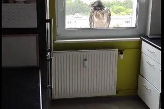 Olbrzymi ptak w Poznaniu