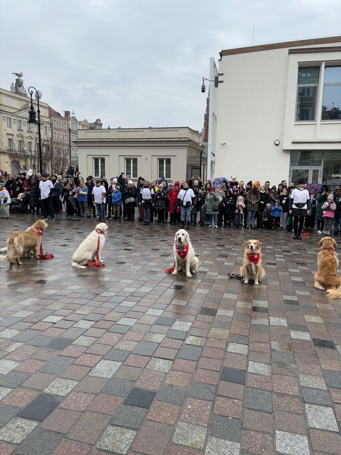 Golden Retriever WOŚP w Poznaniu