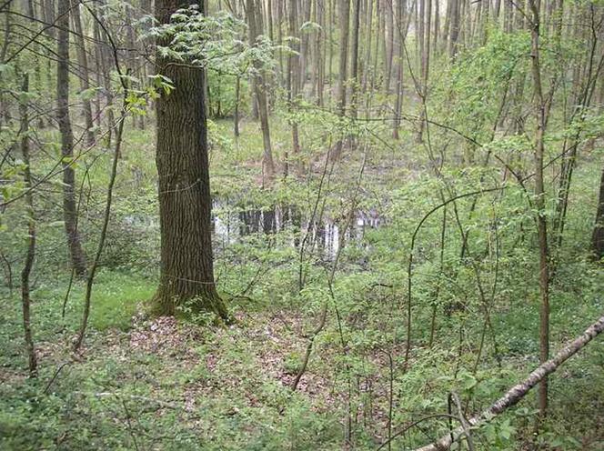 Park Krajobrazowy Wzniesień Łódzkich