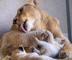 W Śląskim Ogrodzie Zoologicznym przyszły na świat cztery lwiątka! 