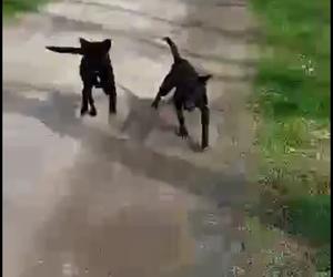 Moją Beze zagryzły psy nowych sąsiadów