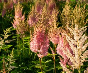 Tawułka japońska - Astilbe japonica