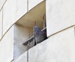 Eksmitują gołębie z Grubej Kaśki na czas remontu