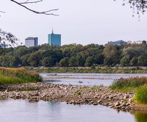 Wisła wysycha - rekordowo nisko poziom wody. Zobacz zdjęcia