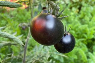 Czarne pomidory koktajlowe black cherry