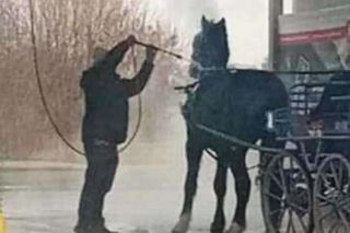 Szok w Makowie Mazowieckim! Umyli konia myjką ciśnieniową