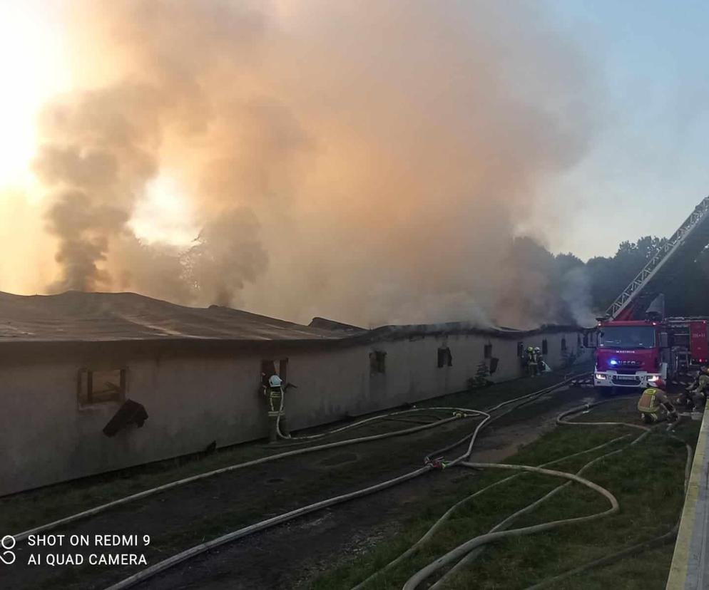 Trwa walka z ogniem! W Ćmińsku pali się kurnik 