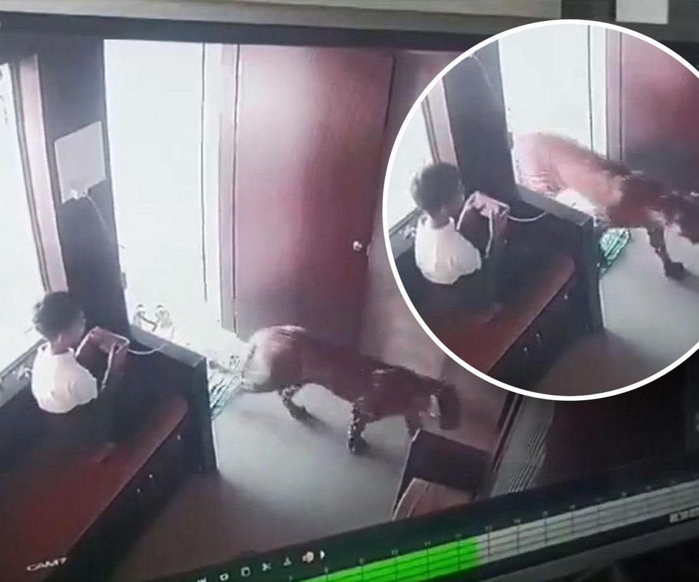 Pantera weszła do pokoju, w którym siedziało dziecko! Szokujący finał filmu