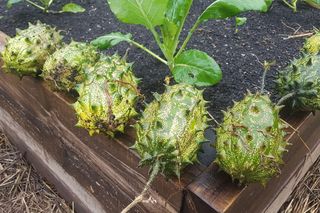 Kiwano 