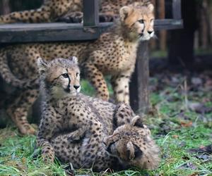 Ogród zoologiczny w Gdańsku Oliwie 