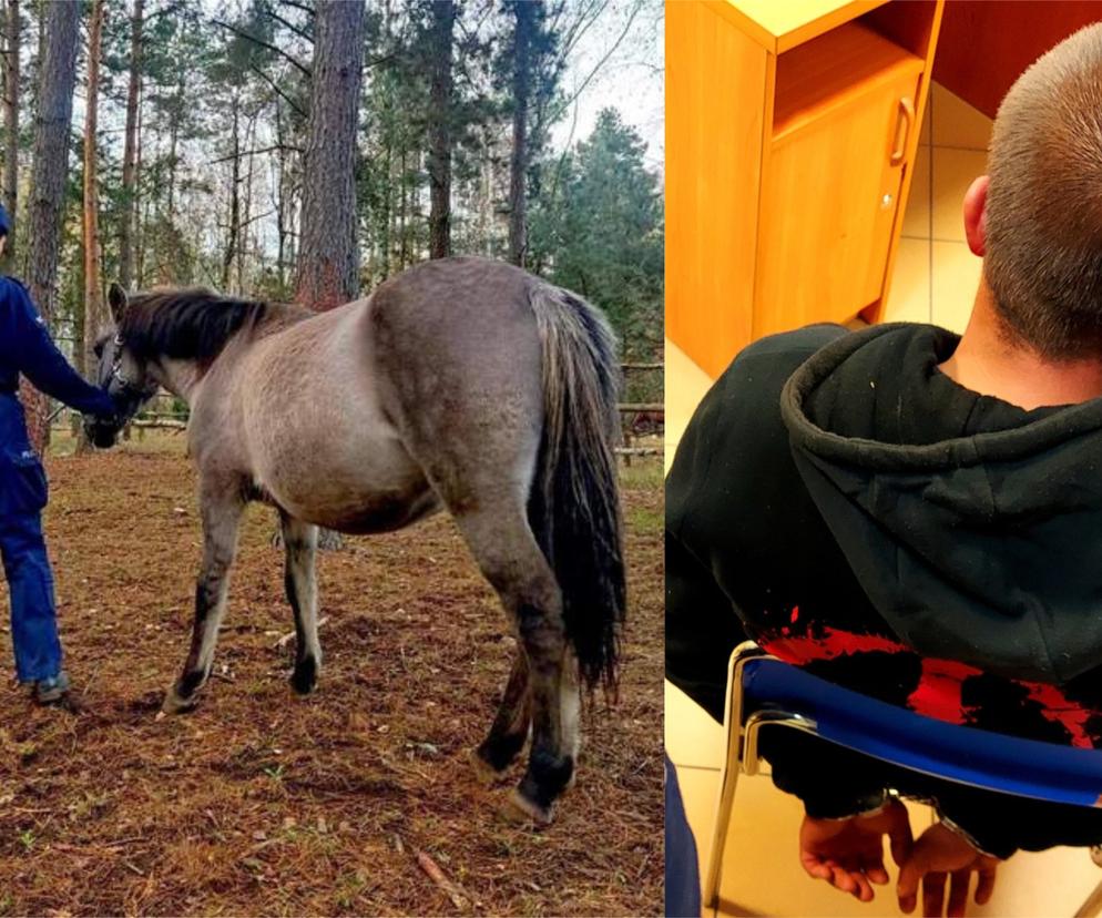 21-latek ukradł konia, a potem się nad nim znęcał! Uderzał zwierzę siekierą w głowę 