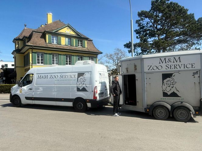 Goryli amant wyruszył na randkę życia. Bwana założy rodzinę w Szwajcarii. „Będziemy tęsknić”