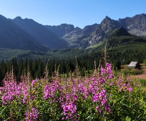 Wierzbówka na Hali Gąsienicowej w Tatrach