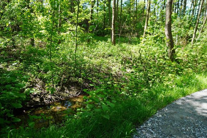 Tak wygląda park w dolinie Ślepiotki w Katowicach