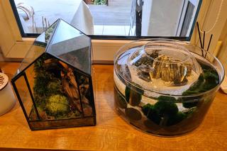  Rzeszów. Kwiaty po mojemu [GALERIA]