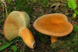 Ten grzyb o rybim zapachu rośnie w polskich lasach. Niewielu wie, że można spożywać go na surowo