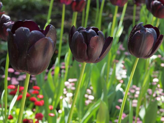 Tulipany