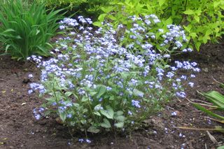 Brunnera wielkolistna - Brunnera macrophylla